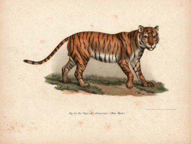 Hayvanların eski illüstrasyon.