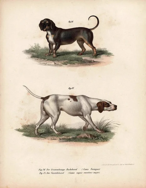 Ilustración antigua de animales . — Foto de Stock