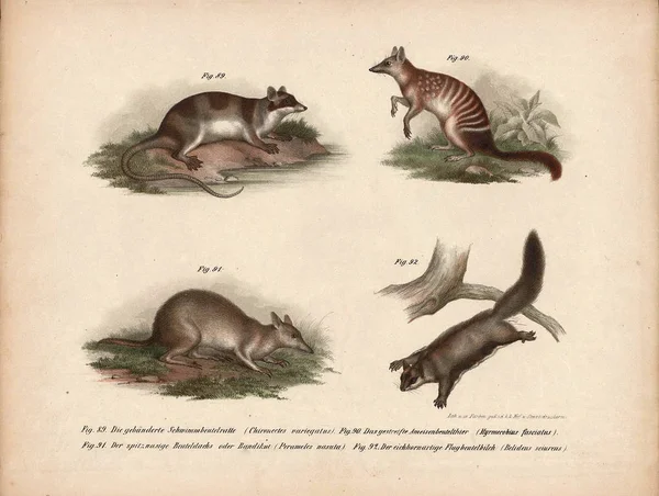 Alte Abbildung von Tieren. — Stockfoto