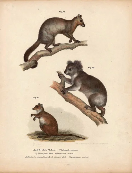 Ilustración antigua de animales . —  Fotos de Stock