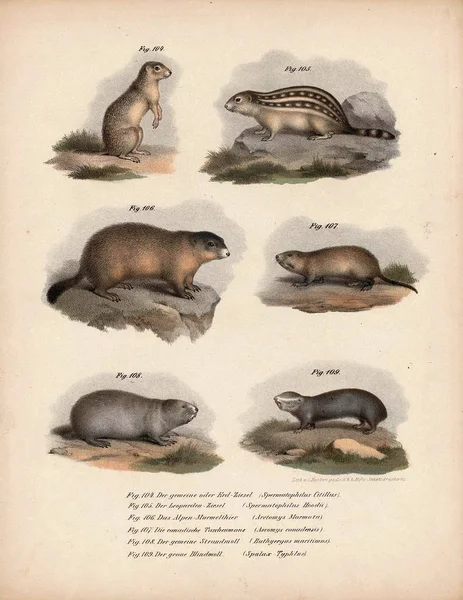 Alte Abbildung von Tieren. — Stockfoto