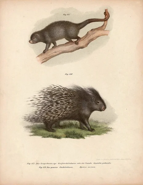 Ilustración antigua de animales . — Foto de Stock