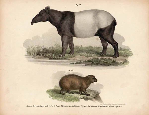 Ilustración antigua de animales . —  Fotos de Stock