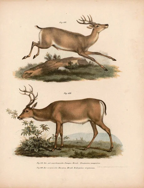 Gammal illustration av djur. — Stockfoto