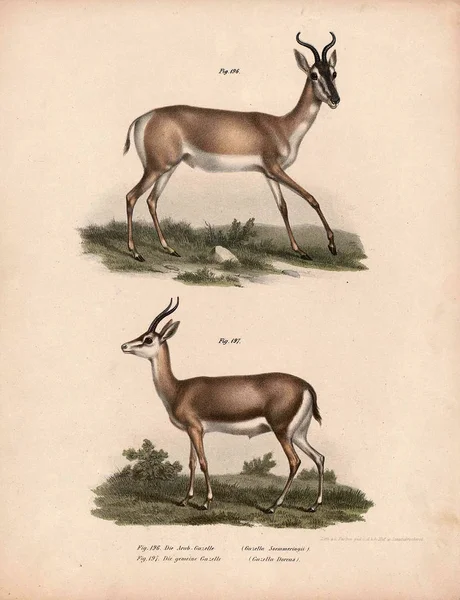 Ilustração antiga de animais . — Fotografia de Stock