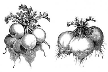 Illustration of vegetables. Radishes clipart