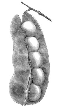 Sebze Illustration. Bezelye