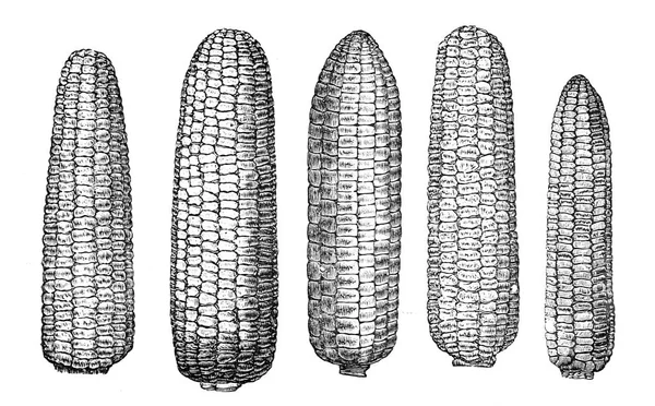 Ілюстрація овочів. Кукурудза — стокове фото