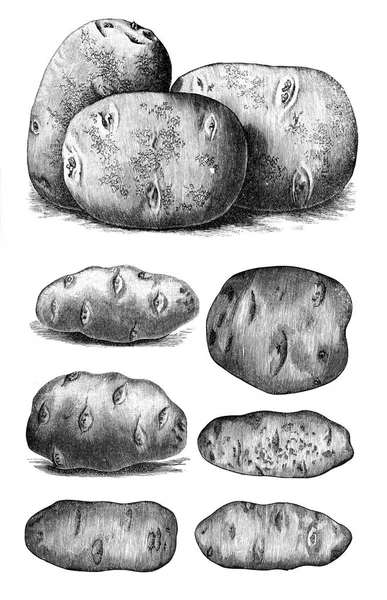 Иллюстрация овощей. Картошка — стоковое фото