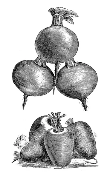 Ilustracja z warzyw. Buraki — Zdjęcie stockowe