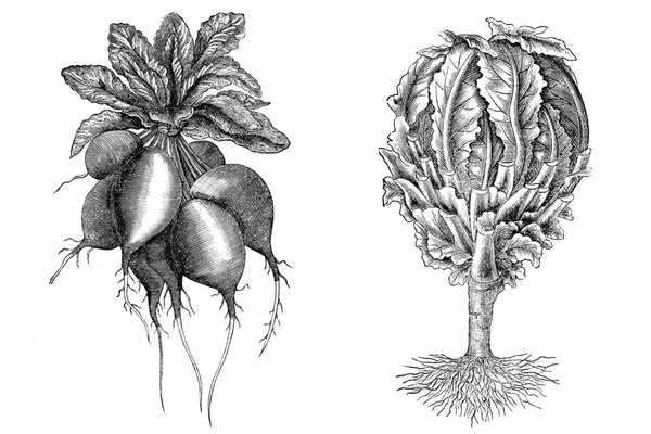 Ilustracja z warzyw. Rzodkiewki, karzeł kalafior — Zdjęcie stockowe