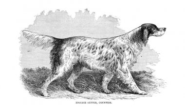 İngiltere, Amerika ve diğer ülkeler köpek. Walsh, 1810-1888  