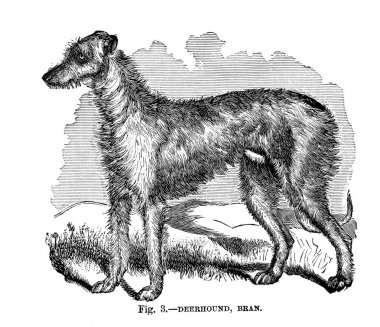 İngiltere, Amerika ve diğer ülkeler köpek. Walsh, 1810-1888 