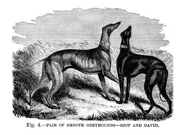 İngiltere, Amerika ve diğer ülkeler köpek. Walsh, 1810-1888 