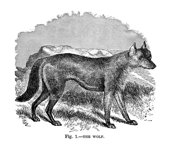 Собаки Великої Британії Америці Інших Країнах Оглянуто Уолш 1810 1888 — стокове фото