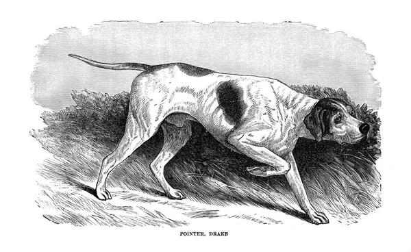 Ngiltere Amerika Diğer Ülkeler Köpek Walsh 1810 1888 — Stok fotoğraf