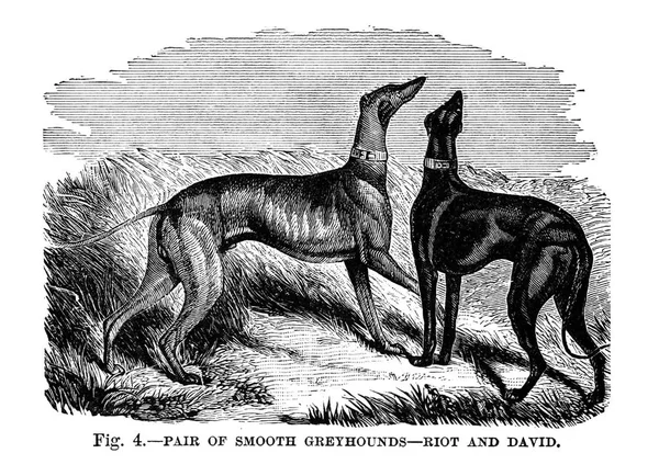 大不列颠 美国和其他国家的狗 沃尔什 1810 1888 — 图库照片