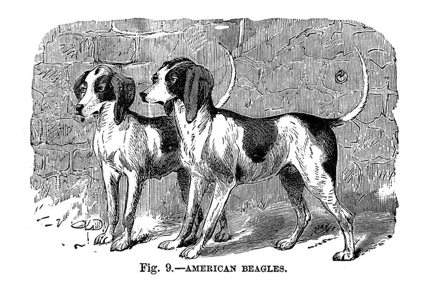 Die Hunde Großer Britannien Amerikas Und Anderer Länder Von Walsh — Stockfoto