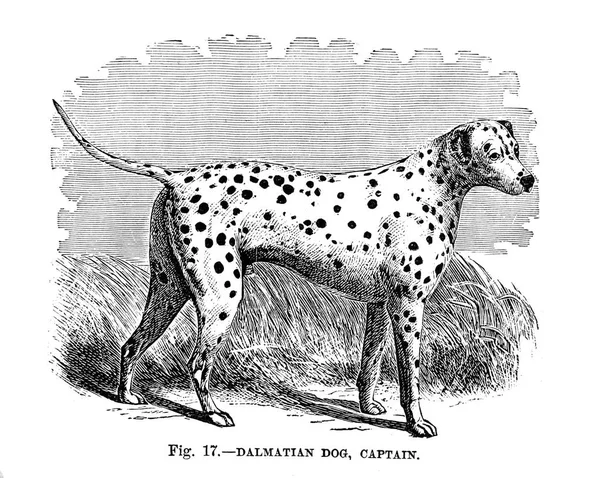 Psy Wielkiej Brytanii Ameryki Innych Krajach Przez Walsh 1810 1888 — Zdjęcie stockowe