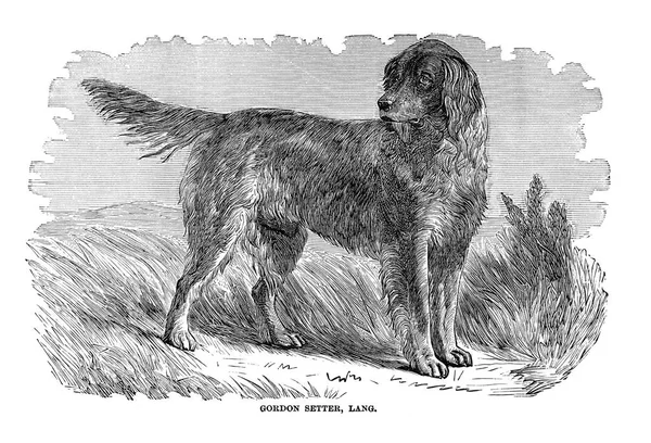 Los Perros Gran Bretaña América Otros Países Por Walsh 1810 — Foto de Stock