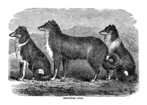 Los Perros Gran Bretaña América Otros Países Por Walsh 1810 — Foto de Stock