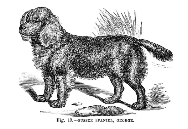 大不列颠 美国和其他国家的狗 沃尔什 1810 1888 — 图库照片