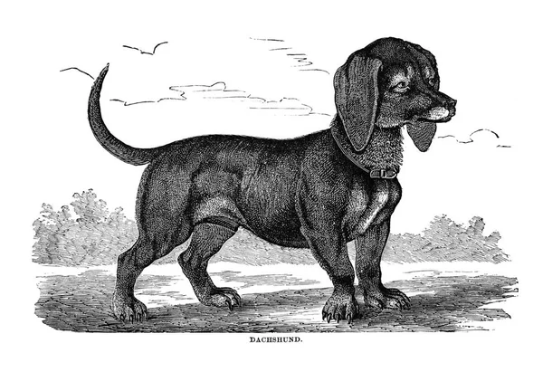 Собаки Великобритании Америки Других Стран Уолш 1810 1888 — стоковое фото