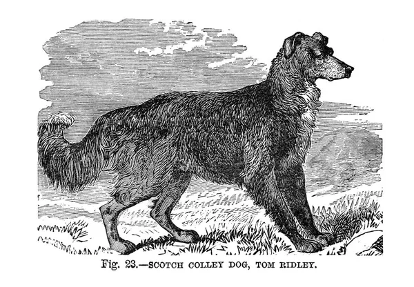 Cães Grã Bretanha América Outros Países Por Walsh 1810 1888 — Fotografia de Stock