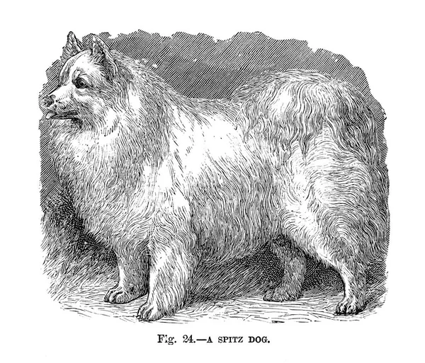 Собаки Великобритании Америки Других Стран Уолш 1810 1888 — стоковое фото