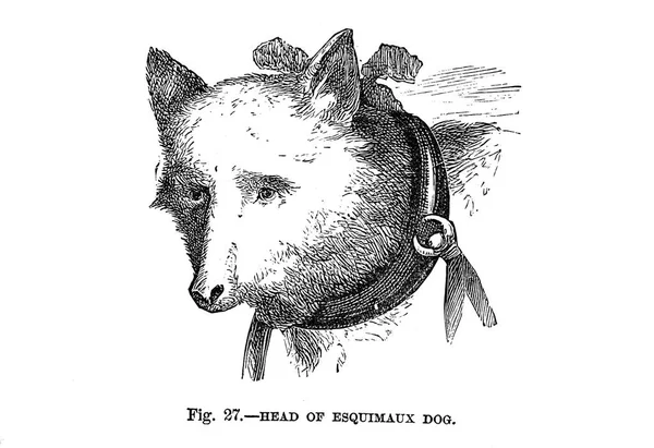 イギリス アメリカ およびその他の国の犬 ウォルシュ 1810 1888 によって — ストック写真