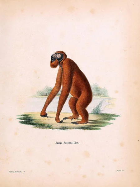 Illustration Primates Die Saugthiere Abbildungen Nach Der Natur Mit Beschreibungen — Photo