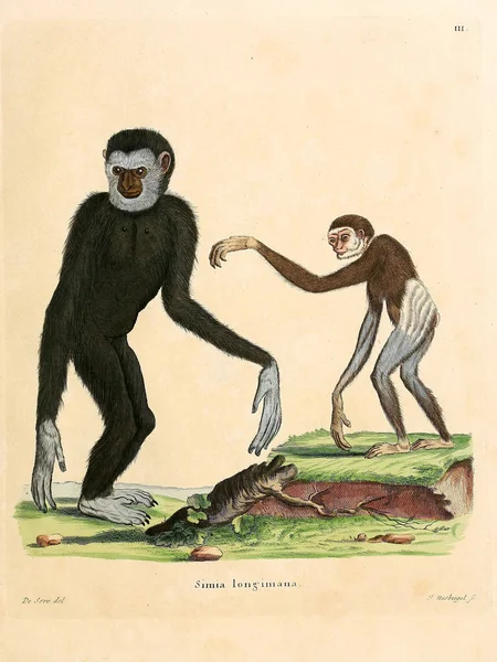 Ilustración Primates Die Saugthiere Abbildungen Nach Der Natur Mit Beschreibungen —  Fotos de Stock