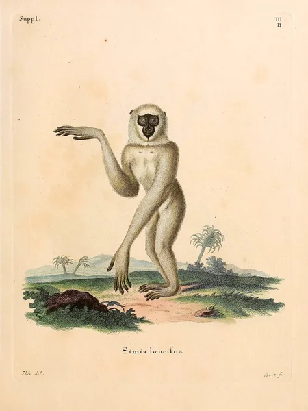 Primatların Tasviri Abbildungen Nach Der Natur Saugthiere Mit Beschreibungen 1778 — Stok fotoğraf