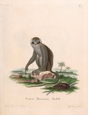 Primatların tasviri. Abbildungen nach der Natur 'da öl Saugthiere, mit Beschreibungen. 1778
