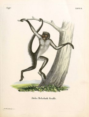 Primatların tasviri. Abbildungen nach der Natur 'da öl Saugthiere, mit Beschreibungen. 1778