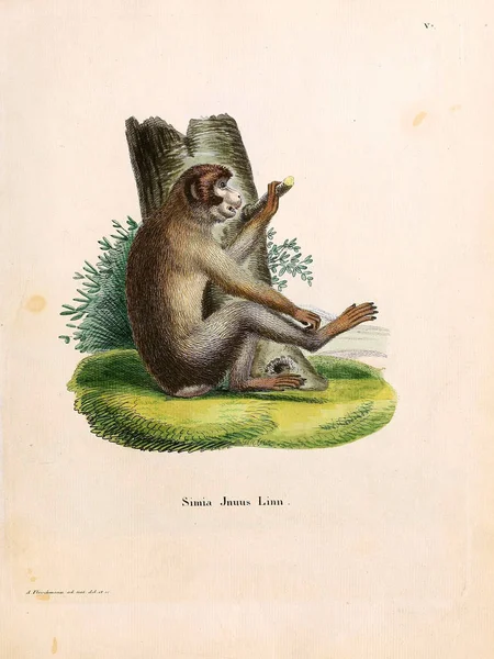 Illustration Primater Die Saugthiere Abbildungen Nach Der Natur Mit Beschreibungen — Stockfoto