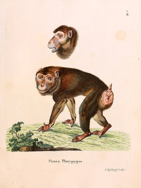Ilustración Primates Die Saugthiere Abbildungen Nach Der Natur Mit Beschreibungen — Foto de Stock