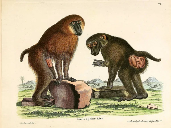 Ilustración Primates Die Saugthiere Abbildungen Nach Der Natur Mit Beschreibungen —  Fotos de Stock