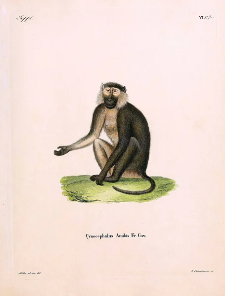 Illustration Primates Die Saugthiere Abbildungen Nach Der Natur Mit Beschreibungen — Photo