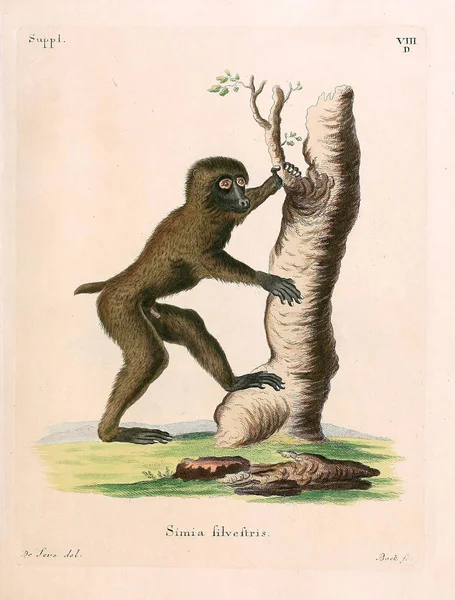 Ilustración Primates Die Saugthiere Abbildungen Nach Der Natur Mit Beschreibungen — Foto de Stock