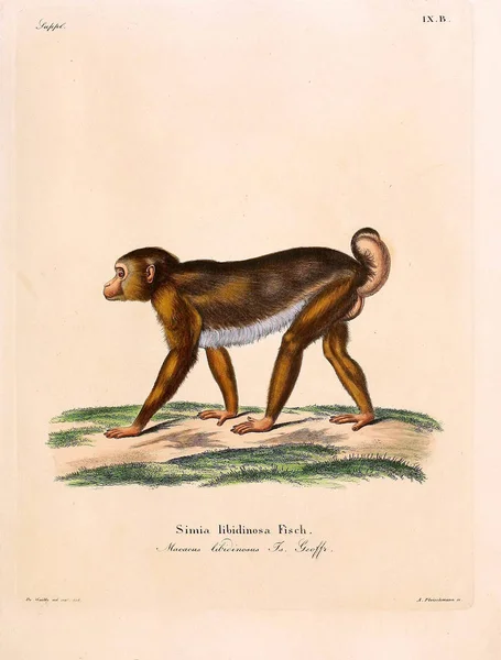 Illustration Von Primaten Die Saugthiere Abbildungen Nach Der Natur Mit — Stockfoto