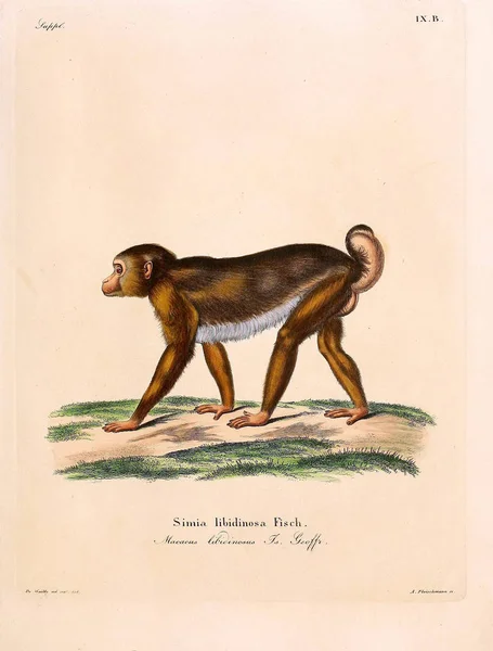 Illustration Primates Die Saugthiere Abbildungen Nach Der Natur Mit Beschreibungen — Photo