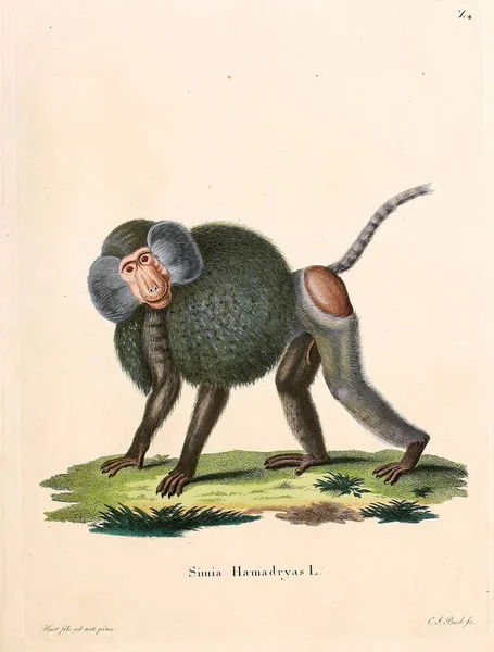 Ілюстрації Приматів Die Saugthiere Abbildungen Nach Der Natur Mit Beschreibungen — стокове фото