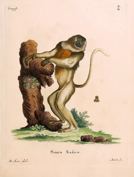 Illustration Primates Die Saugthiere Abbildungen Nach Der Natur Mit Beschreibungen — Photo
