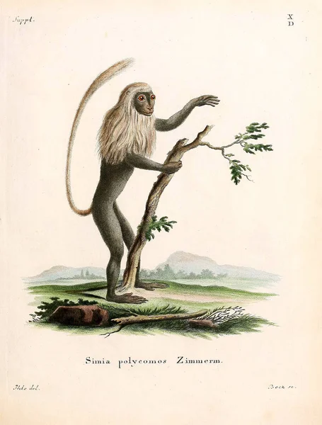 Illustration Primates Die Saugthiere Abbildungen Nach Der Natur Mit Beschreibungen — Photo