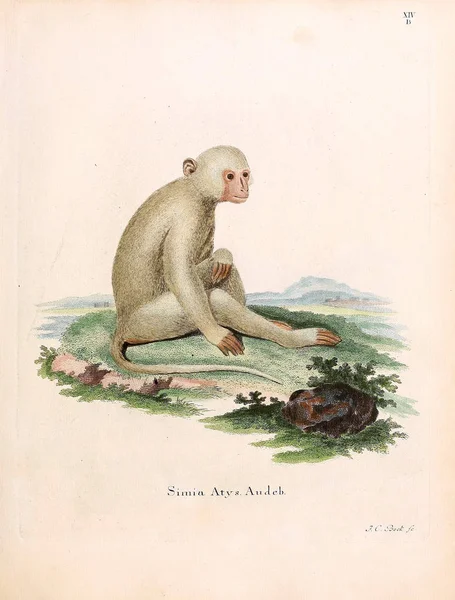 Ilustración Primates Die Saugthiere Abbildungen Nach Der Natur Mit Beschreibungen —  Fotos de Stock