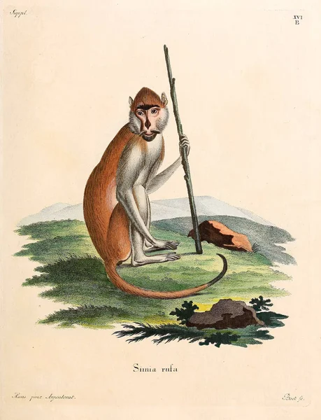 Ilustración Primates Die Saugthiere Abbildungen Nach Der Natur Mit Beschreibungen —  Fotos de Stock