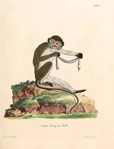 Illustration Primates Die Saugthiere Abbildungen Nach Der Natur Mit Beschreibungen — Photo