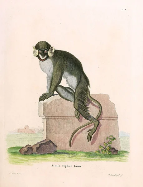 Ilustración Primates Die Saugthiere Abbildungen Nach Der Natur Mit Beschreibungen — Foto de Stock