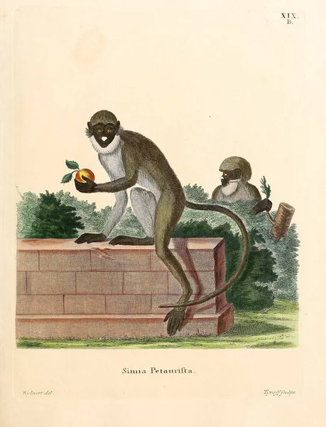 Ilustración Primates Die Saugthiere Abbildungen Nach Der Natur Mit Beschreibungen —  Fotos de Stock